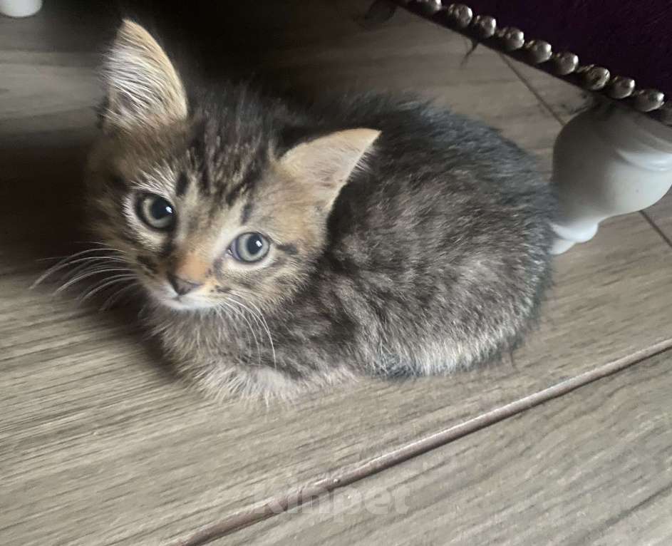 Кошки в Самаре: Котенок Девочка, Бесплатно - фото 3
