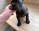 Собаки в Новочебоксарске: Французский бульдог, щенок Плюша Мальчик, 200 000 руб. - фото 2
