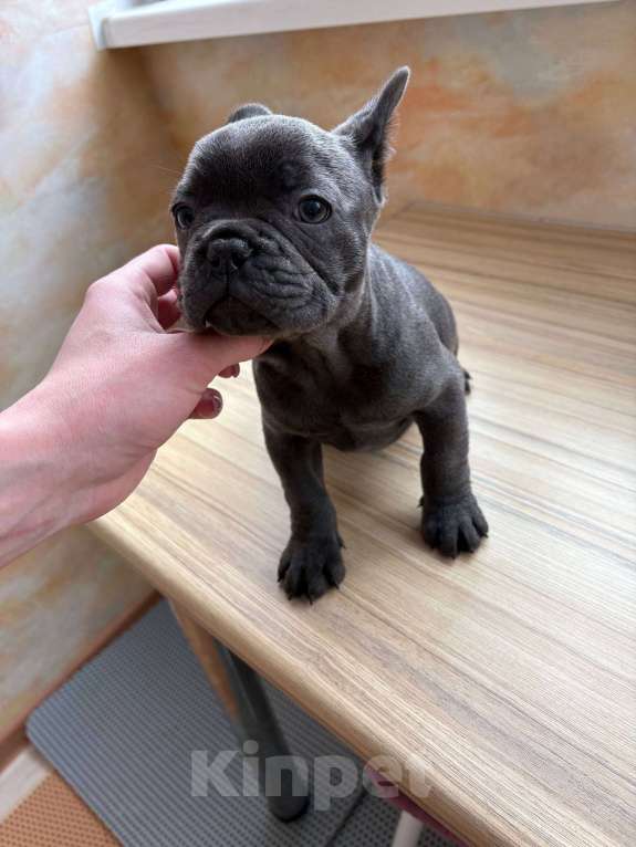 Собаки в Новочебоксарске: Французский бульдог, щенок Плюша Мальчик, 200 000 руб. - фото 2