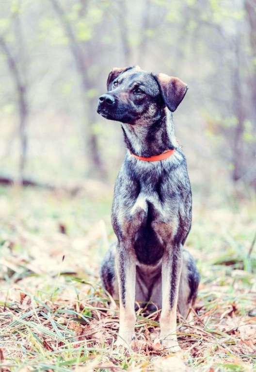 Собаки в Москве: Мадера Девочка, Бесплатно - фото 2