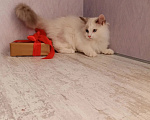Кошки в Москве: Сибирская кошка Девочка, Бесплатно - фото 2