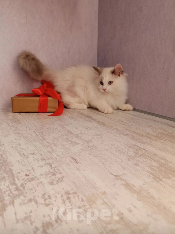 Кошки в Москве: Сибирская кошка Девочка, Бесплатно - фото 2