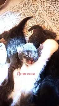 Объявление: Котёнок девочка помесь мейн-куна и британца дата рождения 24.06.2024, 1 000 руб., Гагарин