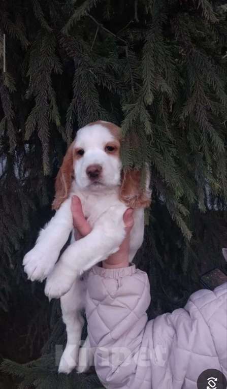 Собаки в Омске: Продам щенков русского охотничьего спаниеля Девочка, 15 000 руб. - фото 2
