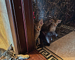 Кошки в Санкт-Петербурге: Продам ориентальных котят. Девочка, 25 000 руб. - фото 2