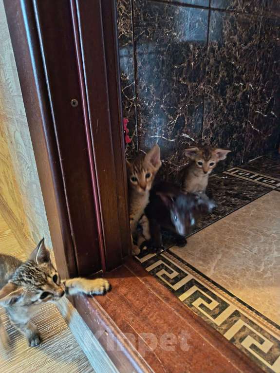 Кошки в Санкт-Петербурге: Продам ориентальных котят. Девочка, 25 000 руб. - фото 2