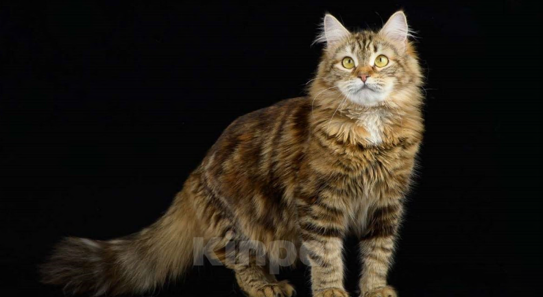 Кошки в Санкт-Петербурге: Молодая сибирская кошка  Девочка, Бесплатно - фото 1