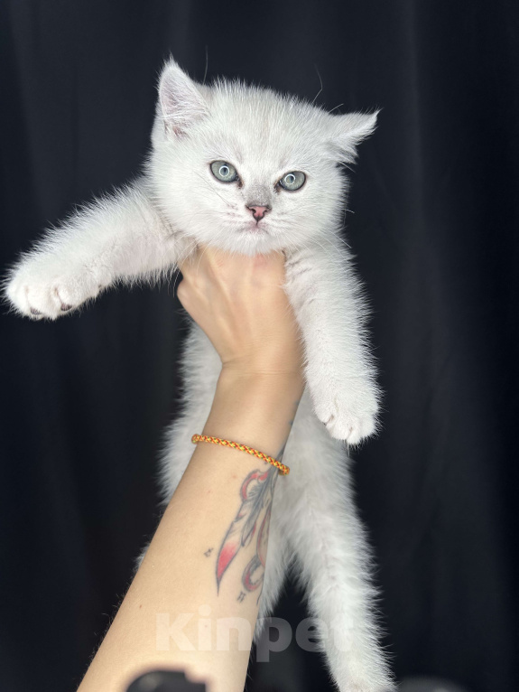 Кошки в Балашихе: Котик Британец - Шиншилла серебристый ns 11 Мальчик, 16 000 руб. - фото 2