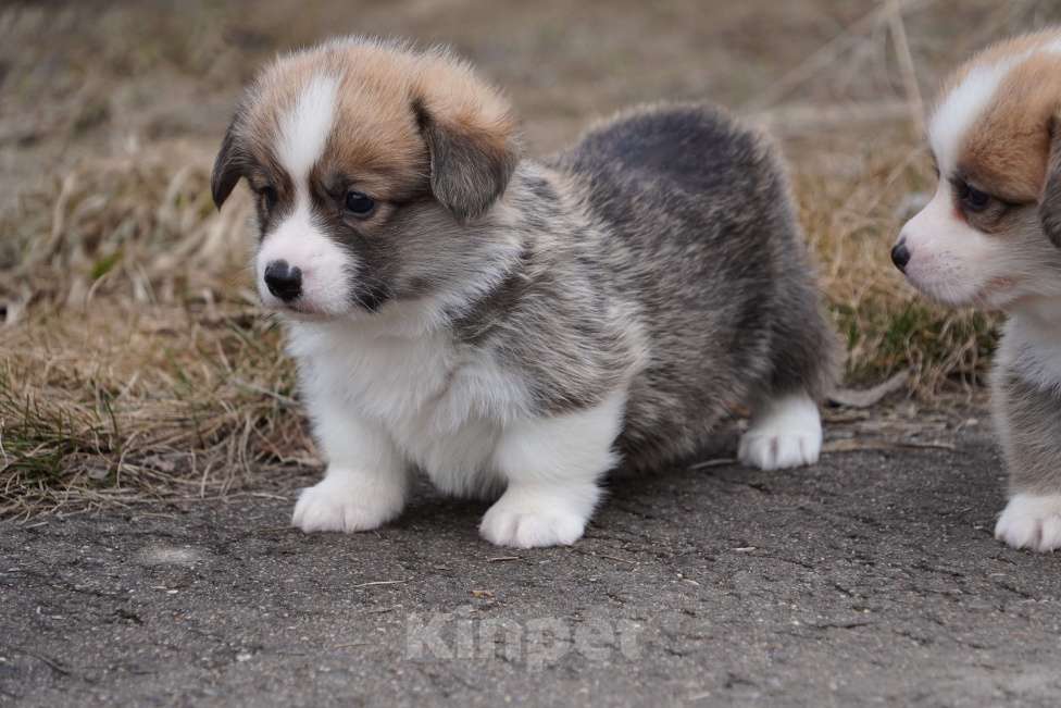 Собаки в Москве: Вельш Корги Пемброк Мальчик, 60 000 руб. - фото 1