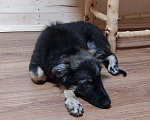 Собаки в Москве: Ласковый щенок Барон в дар Мальчик, Бесплатно - фото 4