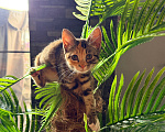 Кошки в Калининграде: Невероятно умная девочка, 2.5 мес в добрые руки! Девочка, Бесплатно - фото 4