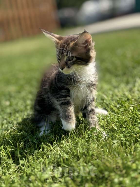 Кошки в Барнауле: Девочка  Девочка, 4 000 руб. - фото 3