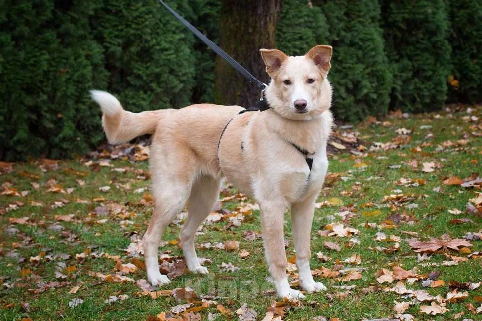 Собаки в Москве: Нюша. Собака-улыбака-обнимака Девочка, Бесплатно - фото 3