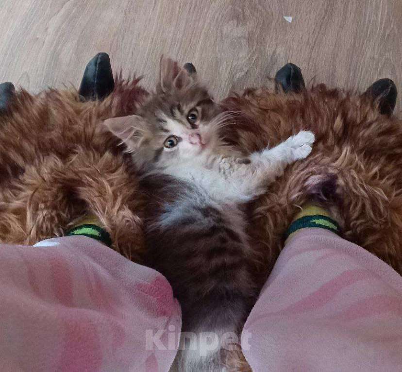 Кошки в Краснодаре: Котенок в добрые руки Девочка, Бесплатно - фото 3