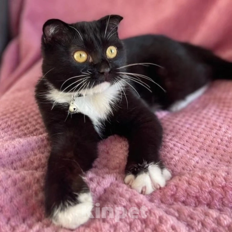 Кошки в Москве: Котик Фигаро в поисках семьи Мальчик, Бесплатно - фото 4