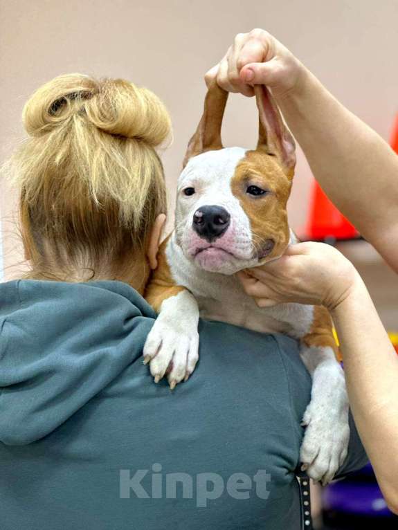 Собаки в Москве: Красивый мальчик амстаффа  Мальчик, 50 000 руб. - фото 1