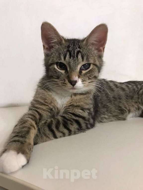 Кошки в Москве: Обаятельный минитигренок, котенок Ося ищет дом Мальчик, 10 руб. - фото 2