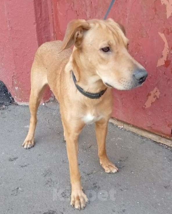 Собаки в Москве: Рыжая Полли в дар Девочка, Бесплатно - фото 5