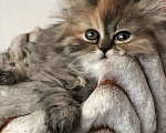 Кошки в Москве: Персидский котенок Девочка, 24 000 руб. - фото 4