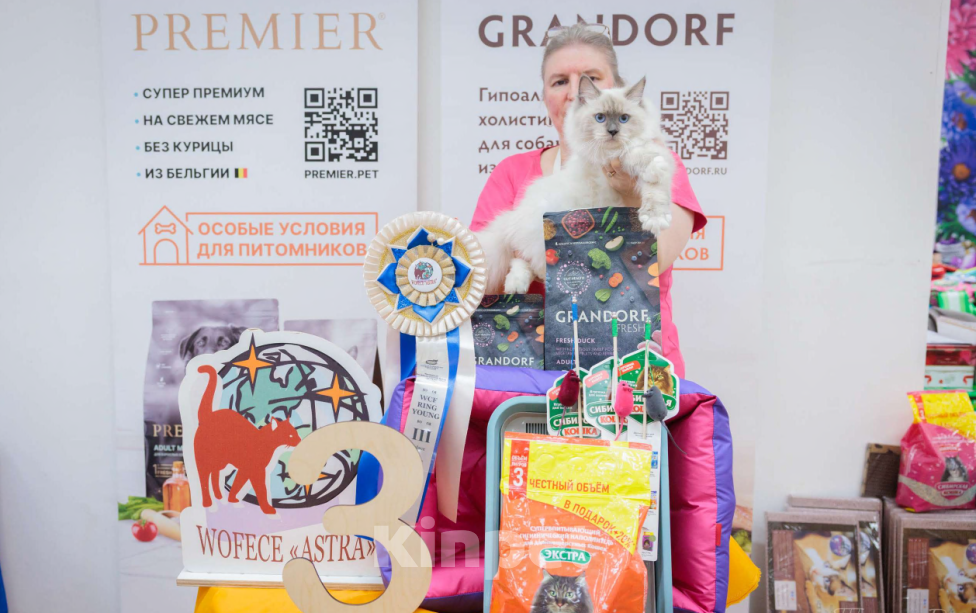 Кошки в Москве: Красотка Искра Девочка, Бесплатно - фото 3