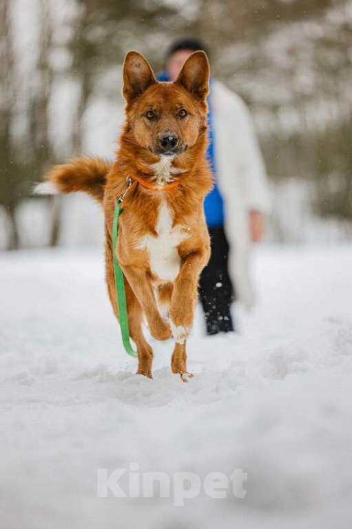 Собаки в Москве: Рыжий лис Расти в добрые руки Мальчик, Бесплатно - фото 4