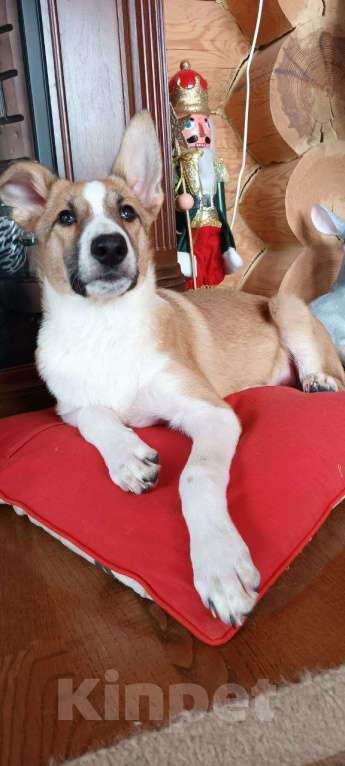 Собаки в Щелково: Балта якутенок в добрые руки Девочка, Бесплатно - фото 1