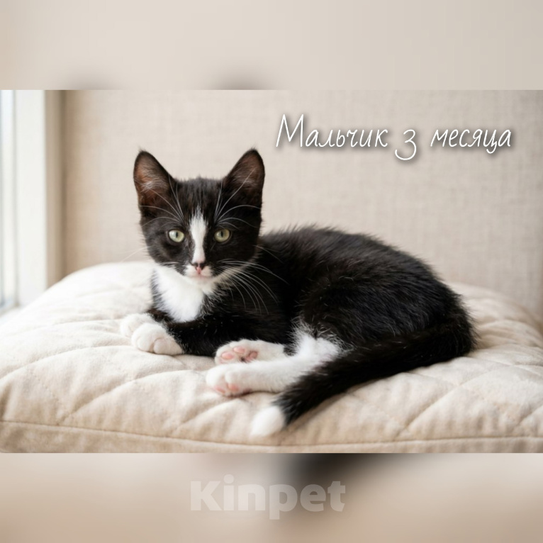 Кошки в Москве: Ищут дом настоящие комочки счастья Разнополые, Бесплатно - фото 9