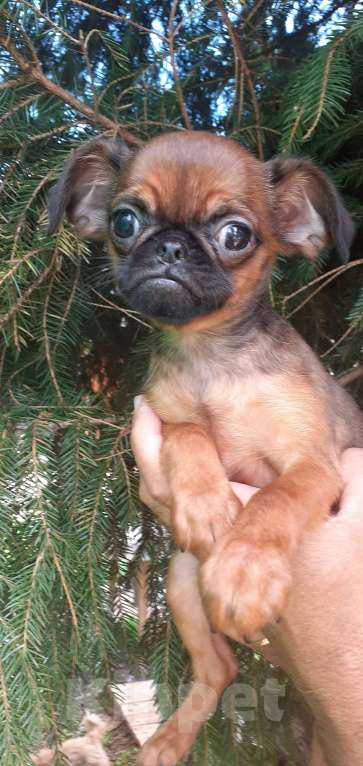 Собаки в Санкт-Петербурге: Милые щеночки Девочка, Бесплатно - фото 2