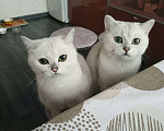 Кошки в Кирове: Продаются котята британская шиншилла Мальчик, 10 000 руб. - фото 3