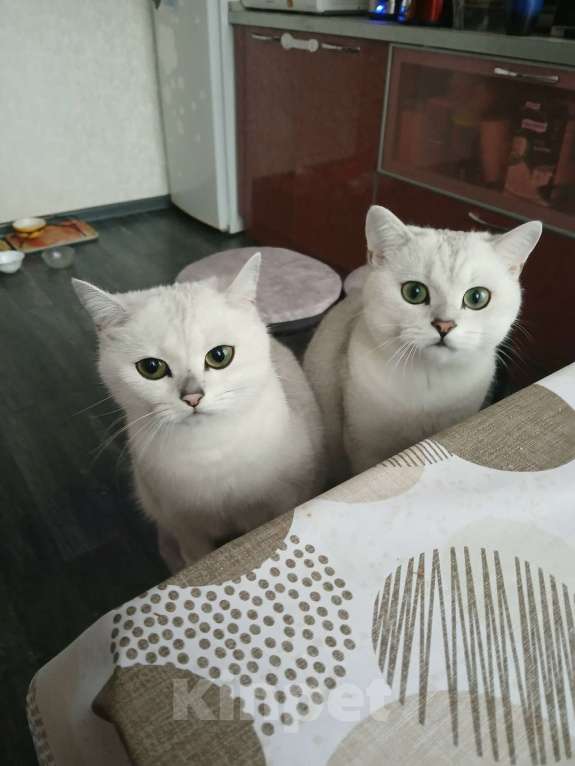 Кошки в Кирове: Продаются котята британская шиншилла Мальчик, 10 000 руб. - фото 3
