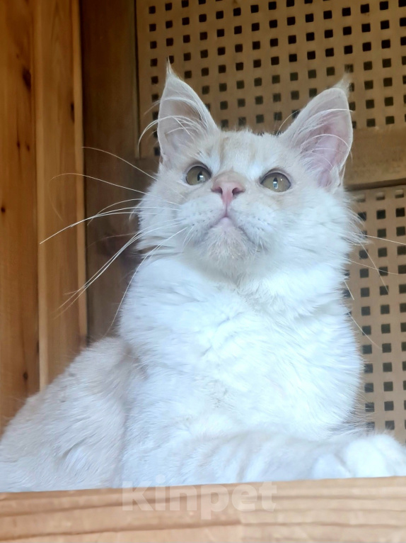 Кошки в других городах Ярославской области: Котята Мейн кун Мальчик, Бесплатно - фото 1
