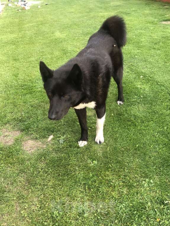 Собаки в Черноголовке: Потеряшка Девочка, 1 руб. - фото 2