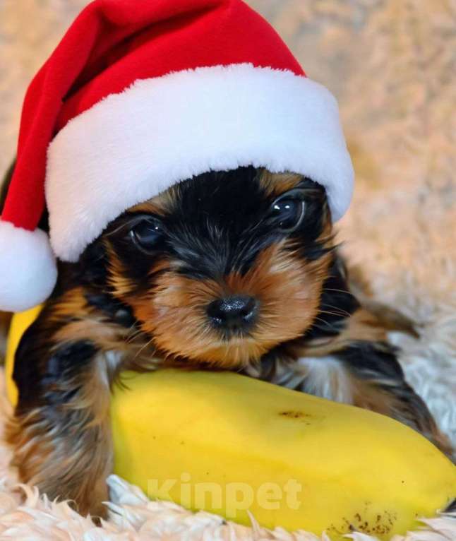 Собаки в Санкт-Петербурге: Щеночки йоркширского терьера Мальчик, 50 000 руб. - фото 2