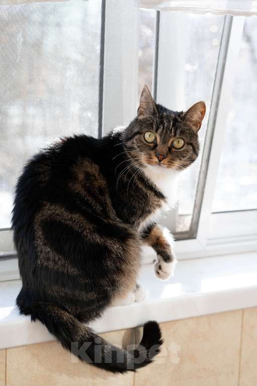 Кошки в Москве: Мюсля-домашняя кошка. Жизненные обстоятельства Девочка, Бесплатно - фото 3