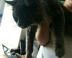 Кошки в Краснодаре: Кот Мейн-кун вязка, 150 руб. - фото 2