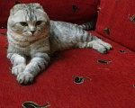 Кошки в Мур: Вязка, 500 руб. - фото 1