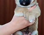 Собаки в Москве: Продаются щенки сиба ину от родителей чемпионов Мальчик, 80 000 руб. - фото 5