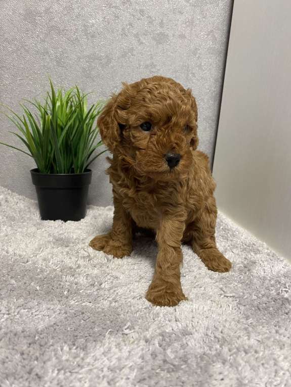 Собаки в Воронеже: Той-пудель щенки редбраун Разнополые, Бесплатно - фото 1