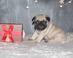 Собаки в Екатеринбурге: Мопс шикарный мальчик Мальчик, 50 000 руб. - фото 1