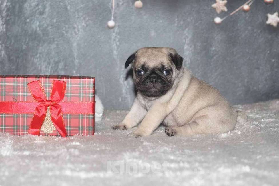 Собаки в Екатеринбурге: Мопс шикарный мальчик Мальчик, 50 000 руб. - фото 1