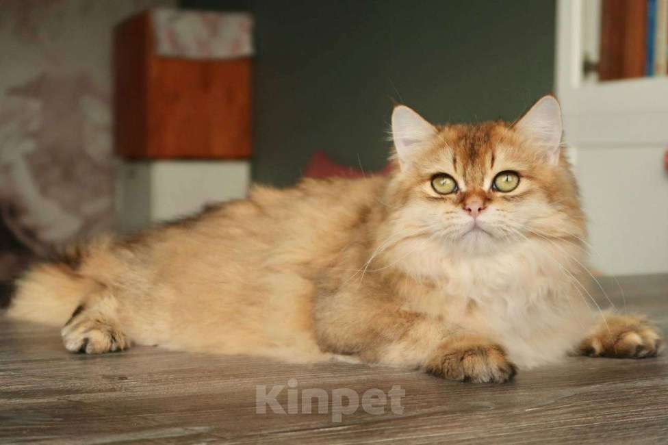 Кошки в Москве: Британский котенок Минхо Мальчик, 50 000 руб. - фото 3