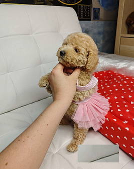 Мальтипу девчонка 