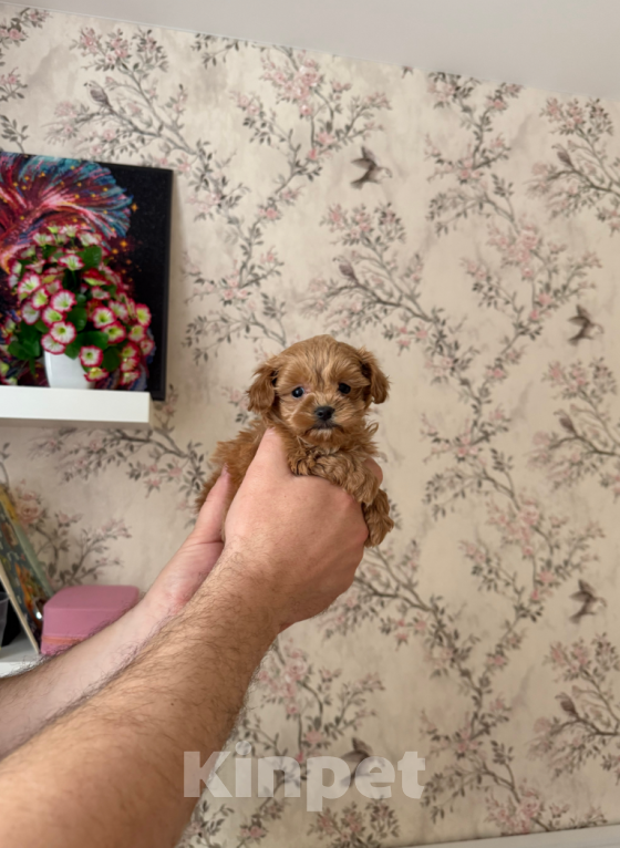 Собаки в Москве: Мальчик Мальчик, 60 000 руб. - фото 1