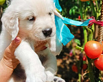 Собаки в Краснодаре: Золотые щенки Мальчик, Бесплатно - фото 3