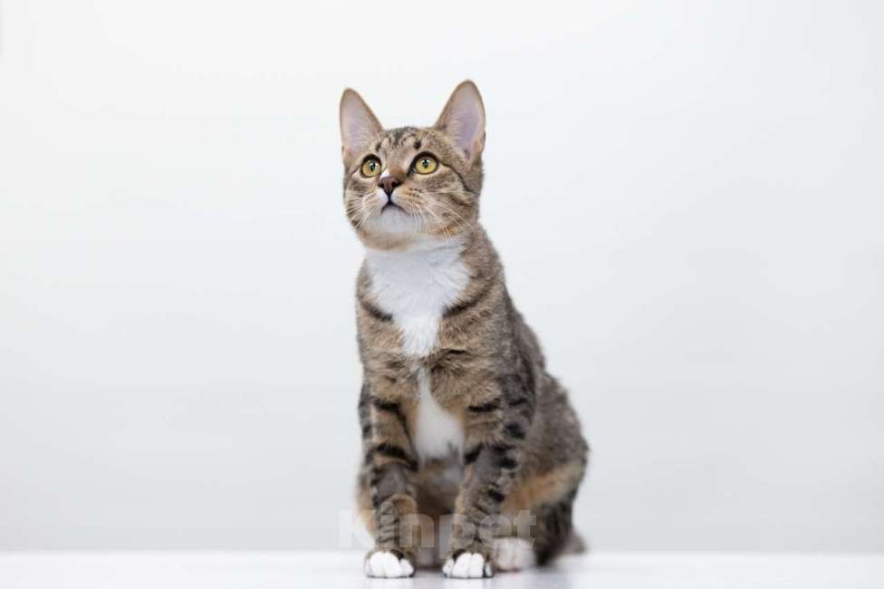 Кошки в Москве: Джонни Мальчик, Бесплатно - фото 2