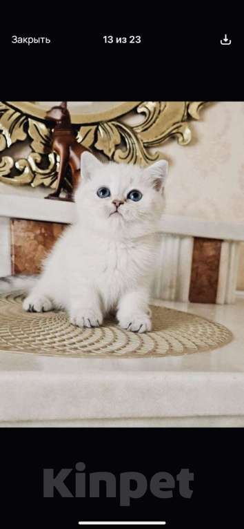Кошки в Курске: Продается котенок британский шиншилла поин, возраст 1,8 месяцев, белый с голубыми глазами, Мальчик, 25 000 руб. - фото 1
