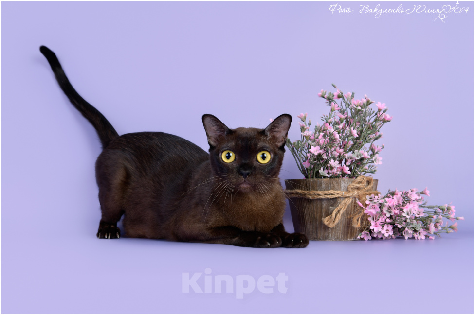 Кошки в Ростове-на-Дону: Американская Бурма котята Девочка, Бесплатно - фото 10