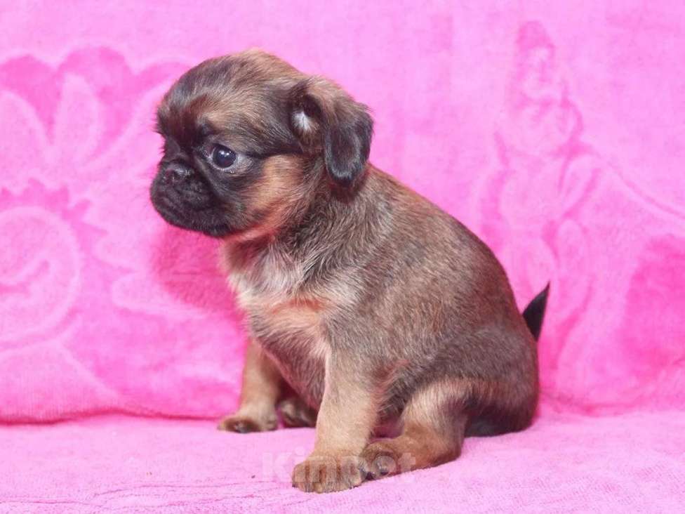 Собаки в Санкт-Петербурге: Очаровашка Девочка, 80 000 руб. - фото 7