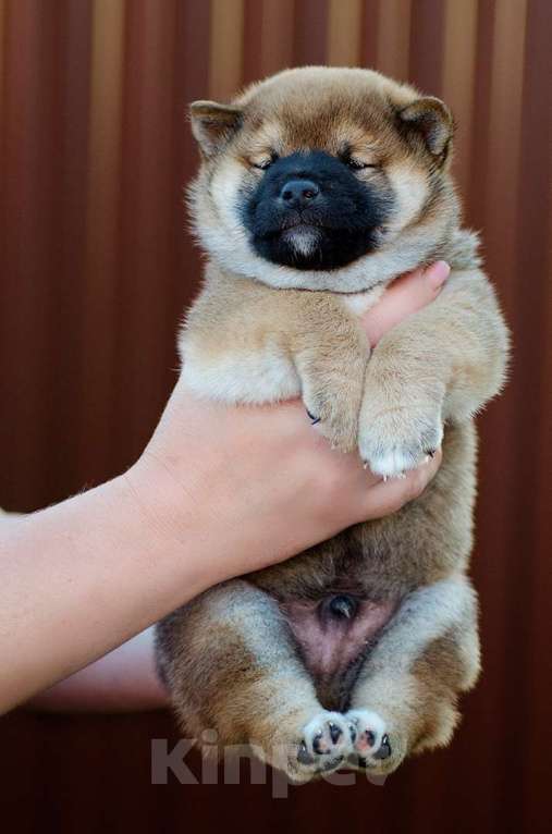 Собаки в Москве: Продаются щенки сиба ину от родителей чемпионов Мальчик, 80 000 руб. - фото 5