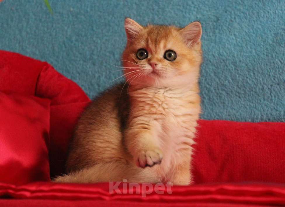 Кошки в Клине: Котик золотая шиншилла Мальчик, 25 000 руб. - фото 1